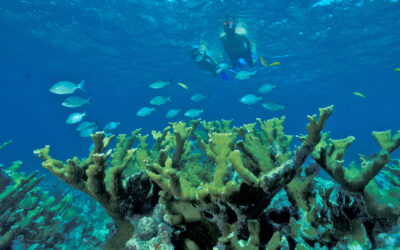 Scuba Diving & Snorkelling at Casa de Campo®: The Complete 2026 Guide