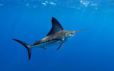 Casa de Campo® Deep Sea Fishing Tournaments: The Complete 2026 Guide