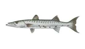 Barracuda deep-sea fishing charter boat at Casa de Campo marina