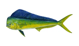 Mahi-mahi dolphin fish caught on fishing charter from Casa de Campo