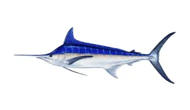 Blue marlin big game fishing from Casa de Campo Dominican Republic