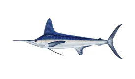 White marlin sport fishing trophy catch from Casa de Campo charter