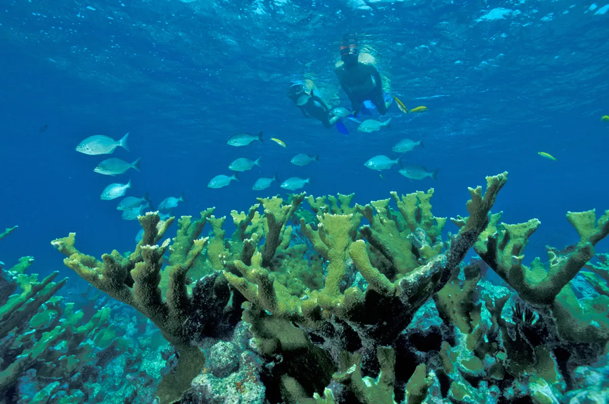 Snorkeling excursion in crystal-clear waters of Bayahibe near Casa de Campo
