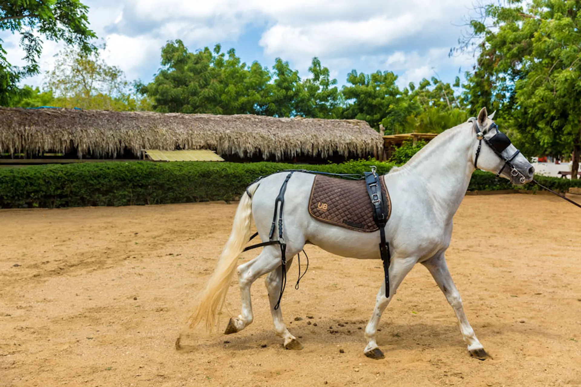 Horse at the Casa de Campo® Equestrian Center