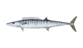 Wahoo fish caught on deep-sea fishing trip from Casa de Campo marina