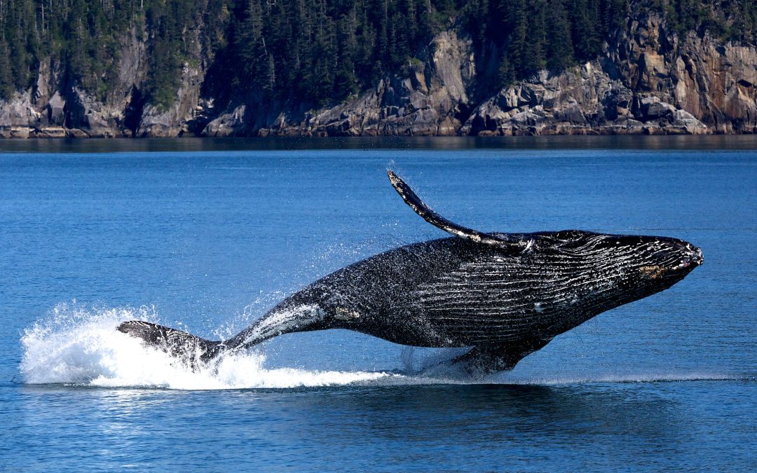 Samaná Whale Watching from Casa de Campo: The Winter Excursion Worth the Early Start (2026–2027)