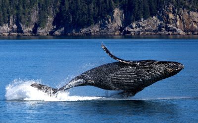 Samaná Whale Watching from Casa de Campo: The Winter Excursion Worth the Early Start (2026–2027)