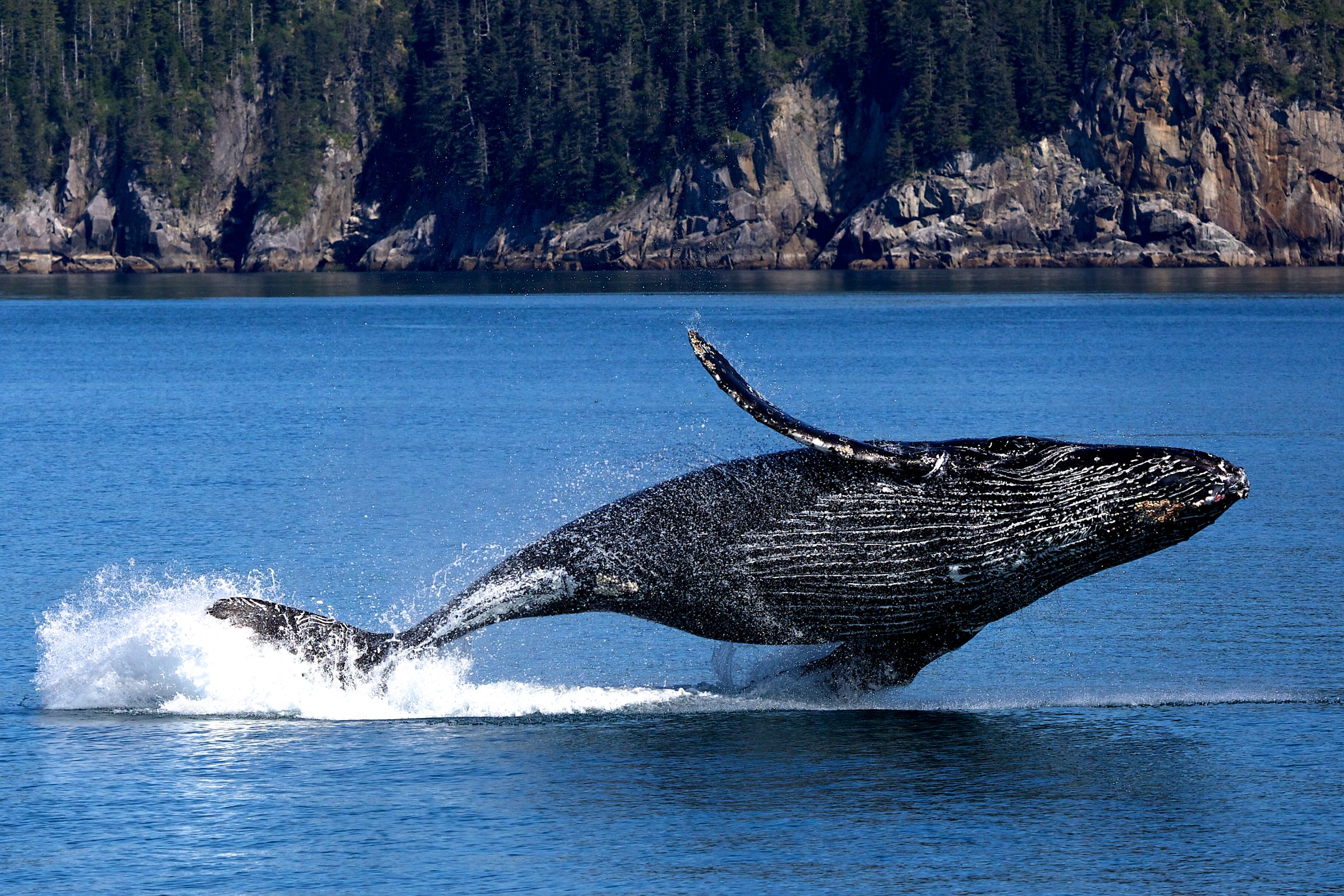 Humpback whale breaching in Samana Bay, Dominican Republic