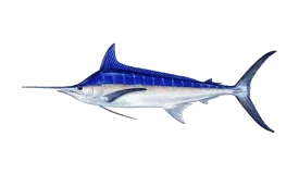 Blue marlin