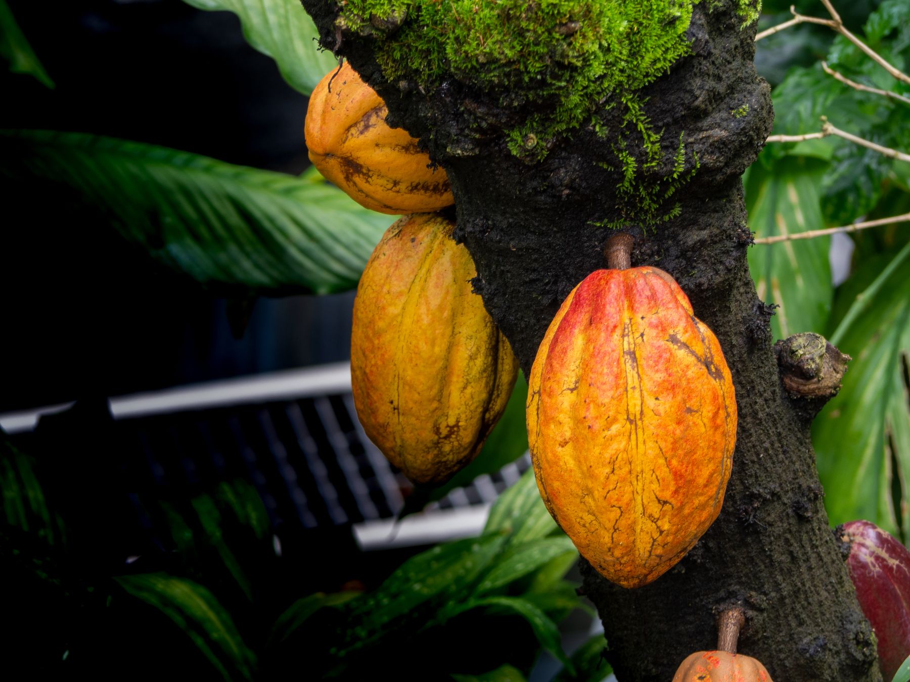 Ripe cacao pods growing on a tree