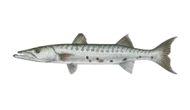 Great barracuda