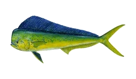 Mahi mahi
