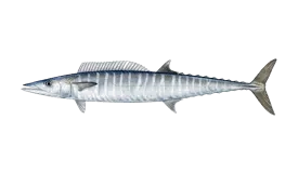 Wahoo