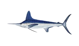 White marlin